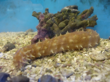  Holothuria hilla (Red Tiger-tail Sea Cucumber)